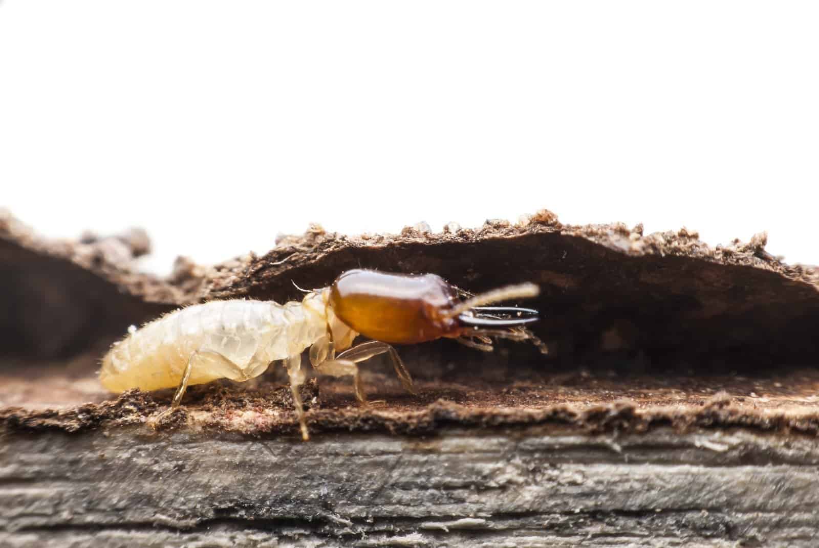หมดปัญหาเรื่องปลวกระยะยาว ตายถึงรัง ด้วยการกำจัดปลวกระบบเหยื่อ | กำจัดปลวก  กำจัดแมลง ฉีดปลวก กำจัดหนู ทำความสะอาดครบวงจร