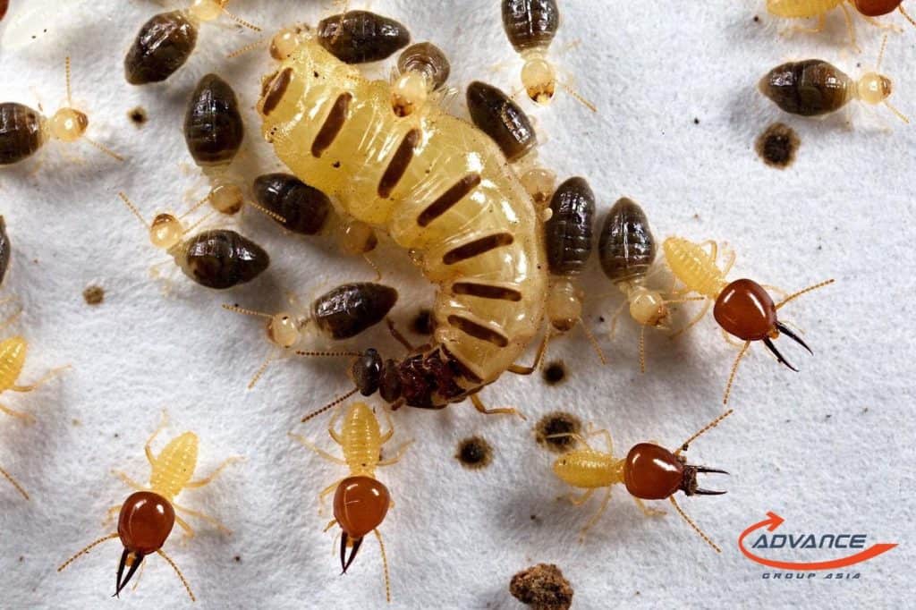 1 | แอ๊ดวานซ์ กรุ๊ป เอเซีย บริษัท กำจัดปลวก กำจัดแมลง ทำความสะอาด