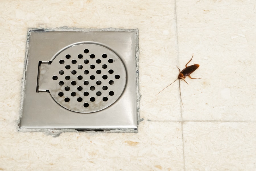 cockroach bathroom near drain hole problem with insects cockroaches climb through sewers | แอ๊ดวานซ์ กรุ๊ป เอเซีย บริษัท กำจัดปลวก กำจัดแมลง ทำความสะอาด
