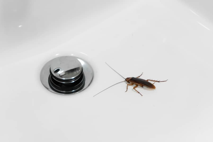 cockroach bathroom sink problem with insects | แอ๊ดวานซ์ กรุ๊ป เอเซีย บริษัท กำจัดปลวก กำจัดแมลง ทำความสะอาด