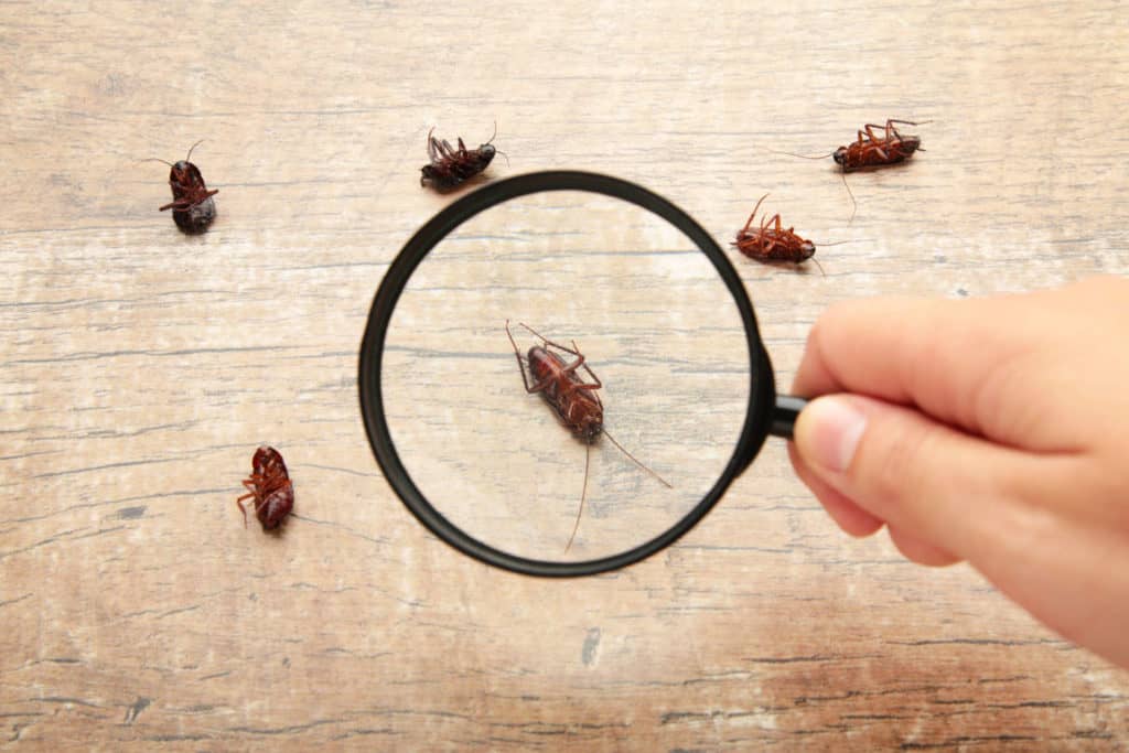 เช็กด่วนว่าเป็น "โรคกลัวแมลงสาบ" หรือเปล่า? พร้อมแนะนำวิธีกำจัดแมลงสาบยังไงให้เห็นผล