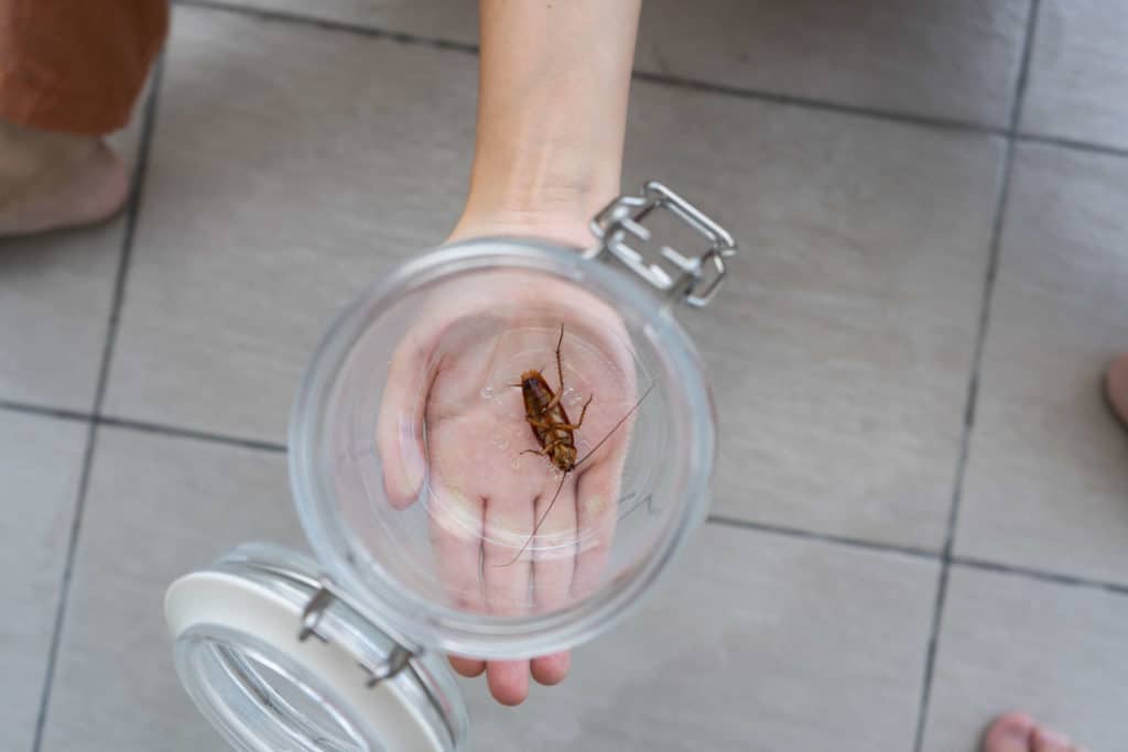 เช็กด่วนว่าเป็น "โรคกลัวแมลงสาบ" หรือเปล่า? พร้อมแนะนำวิธีกำจัดแมลงสาบยังไงให้เห็นผล