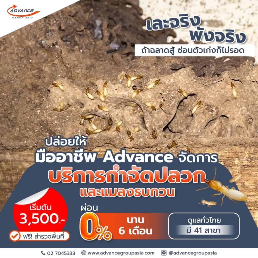 0502 | แอ๊ดวานซ์ กรุ๊ป เอเซีย บริษัท กำจัดปลวก กำจัดแมลง ทำความสะอาด