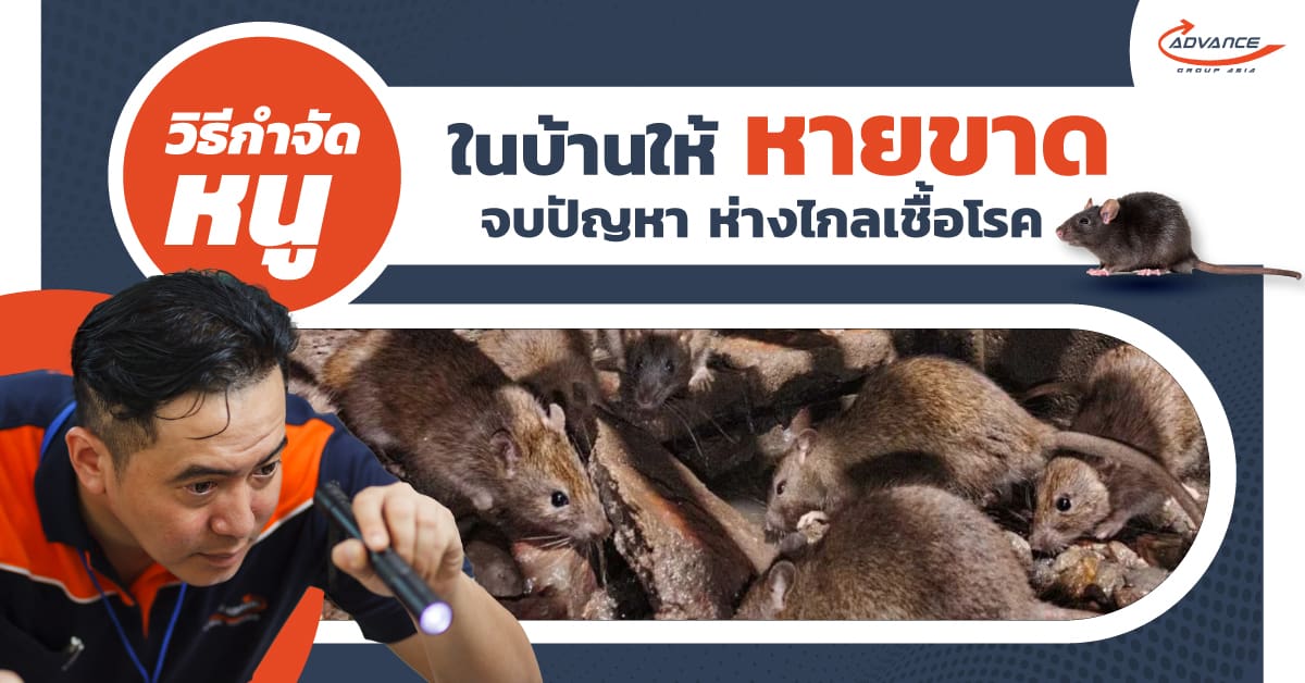 กำจัดหนู