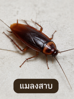 image 2 | แอ๊ดวานซ์ กรุ๊ป เอเซีย บริษัท กำจัดปลวก กำจัดแมลง ทำความสะอาด image 2 | แอ๊ดวานซ์ กรุ๊ป เอเซีย บริษัท กำจัดปลวก กำจัดแมลง ทำความสะอาด