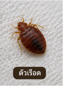 image 6 | แอ๊ดวานซ์ กรุ๊ป เอเซีย บริษัท กำจัดปลวก กำจัดแมลง ทำความสะอาด image 6 | แอ๊ดวานซ์ กรุ๊ป เอเซีย บริษัท กำจัดปลวก กำจัดแมลง ทำความสะอาด