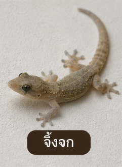 image 7 | แอ๊ดวานซ์ กรุ๊ป เอเซีย บริษัท กำจัดปลวก กำจัดแมลง ทำความสะอาด image 7 | แอ๊ดวานซ์ กรุ๊ป เอเซีย บริษัท กำจัดปลวก กำจัดแมลง ทำความสะอาด